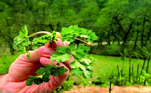 آشنایی با خواص جادویی گیاه چوچاق