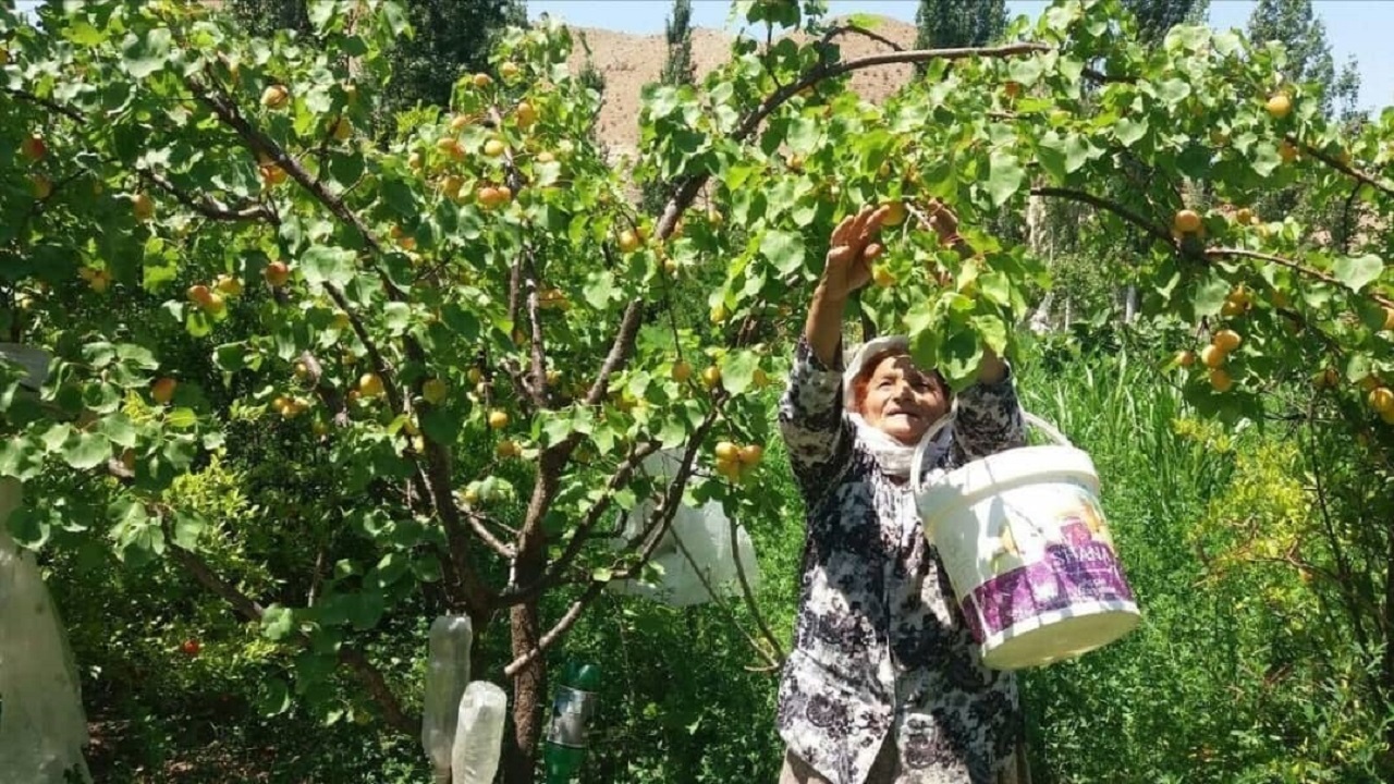 برداشت بیش از چهار هزار تن انواع محصولات باغی در خواف