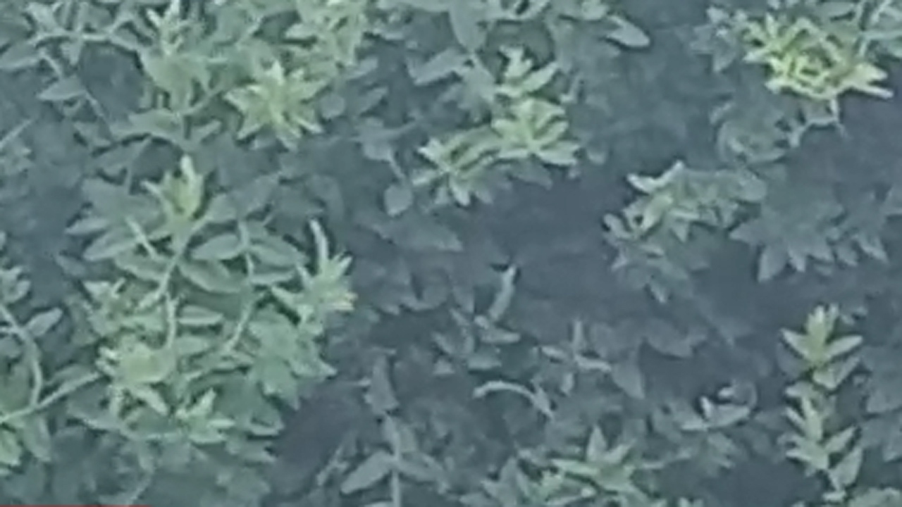 بارش باران تابستانی در روستای رحمت‌آباد + فیلم