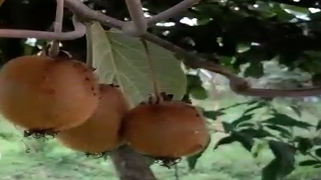 نمایی از باغ کیوی در روستای چارز + فیلم