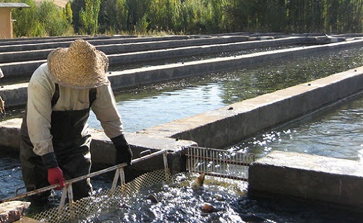 سرمایه گذاری ماهی