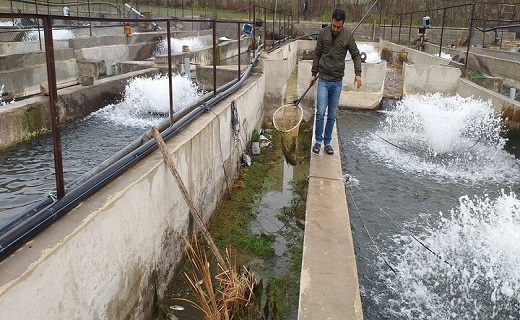 ماهی