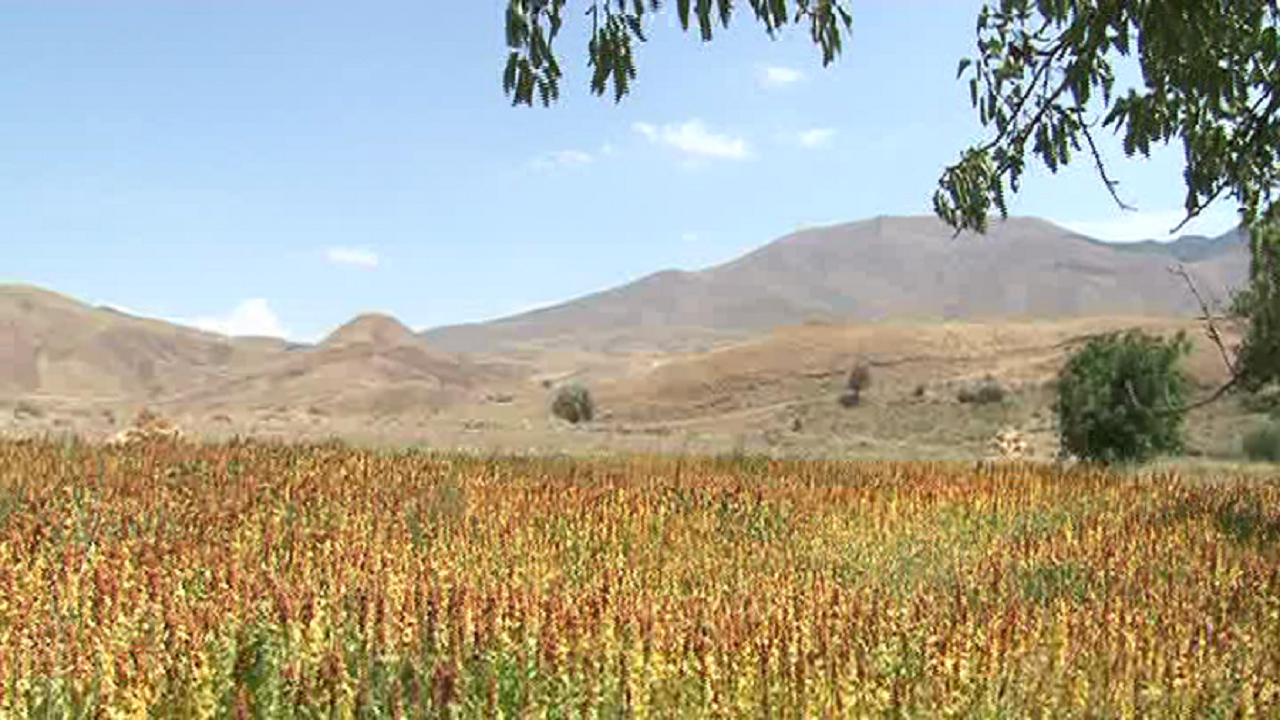 کشت الگویی دانه کینوآ در هریس