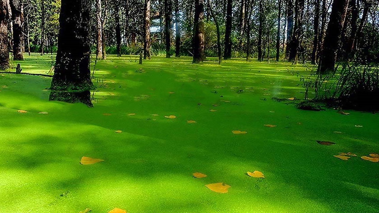 دریاچه‌ای حیرت انگیز در ایران که در نگاه اول متوجه وجود آب در آن نخواهید شد + فیلم