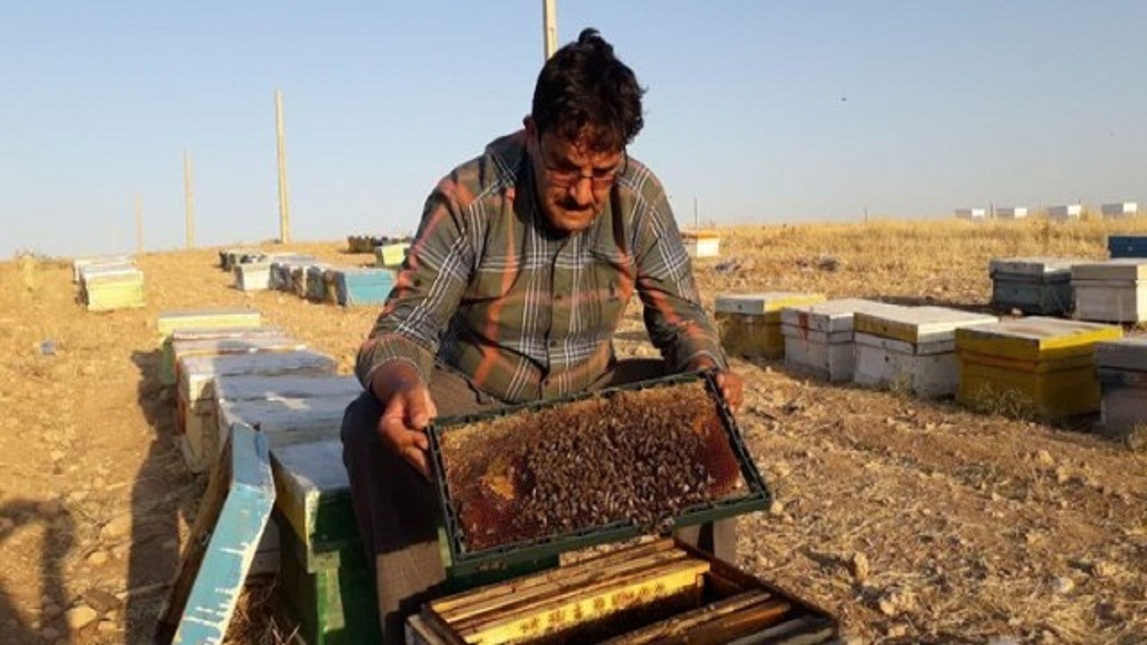 استان سمنان تولیدکننده ۴۵۰ تن عسل در سال است