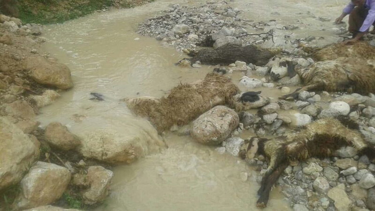 سیل ۱۱۰ راس دام سبک را در شیروان تلف کرد