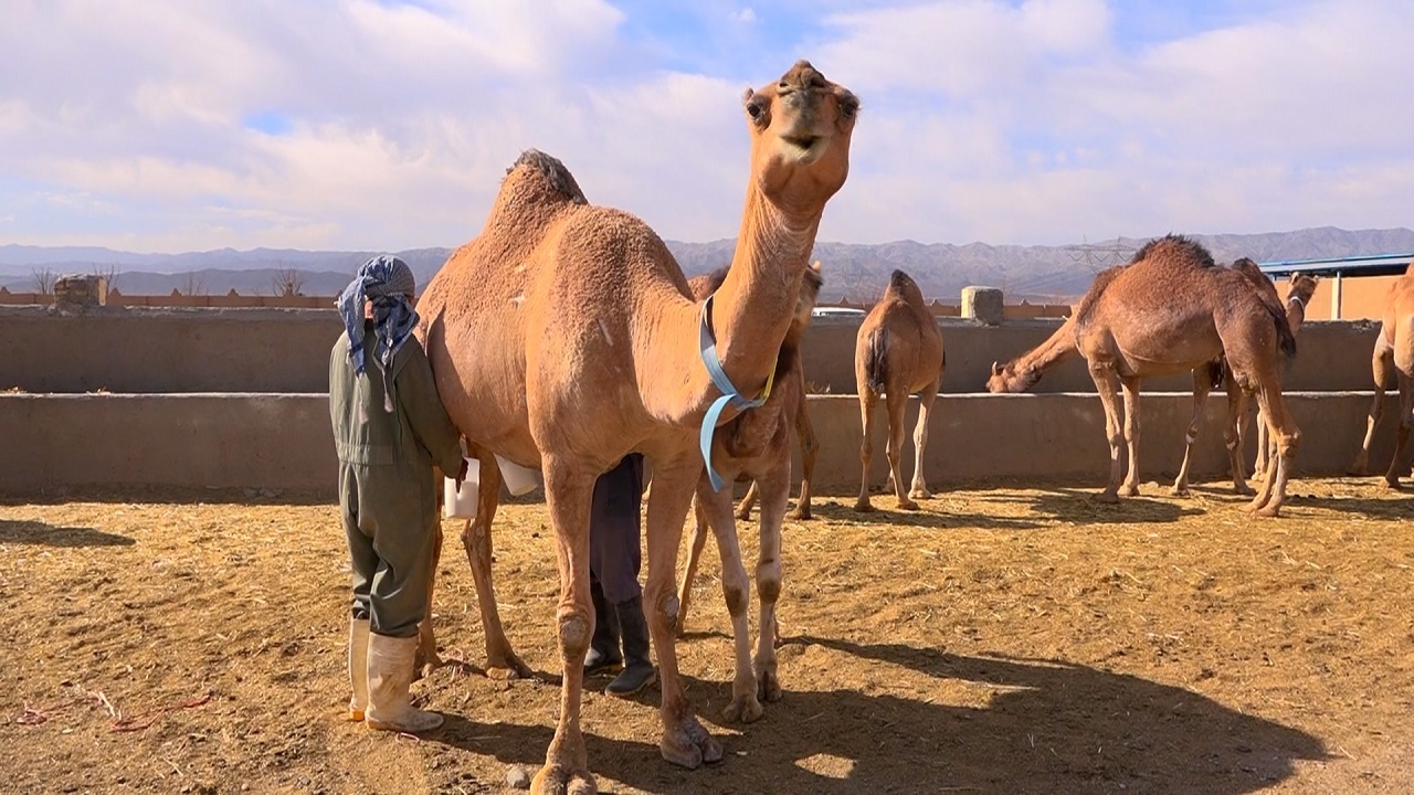 طلای سفید بیابان