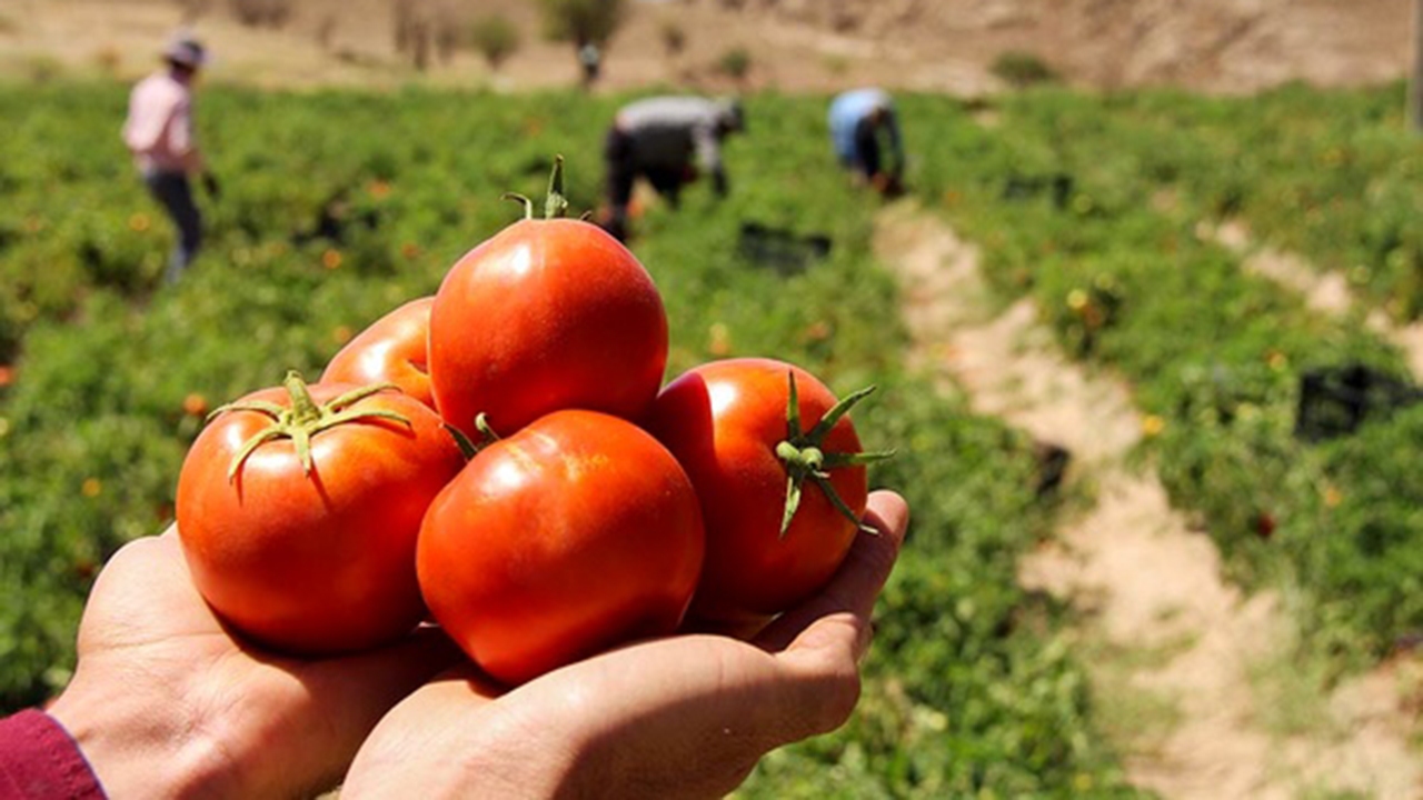 تداوم برداشت گوجه فرنگی در مرودشت تا آبان ماه
