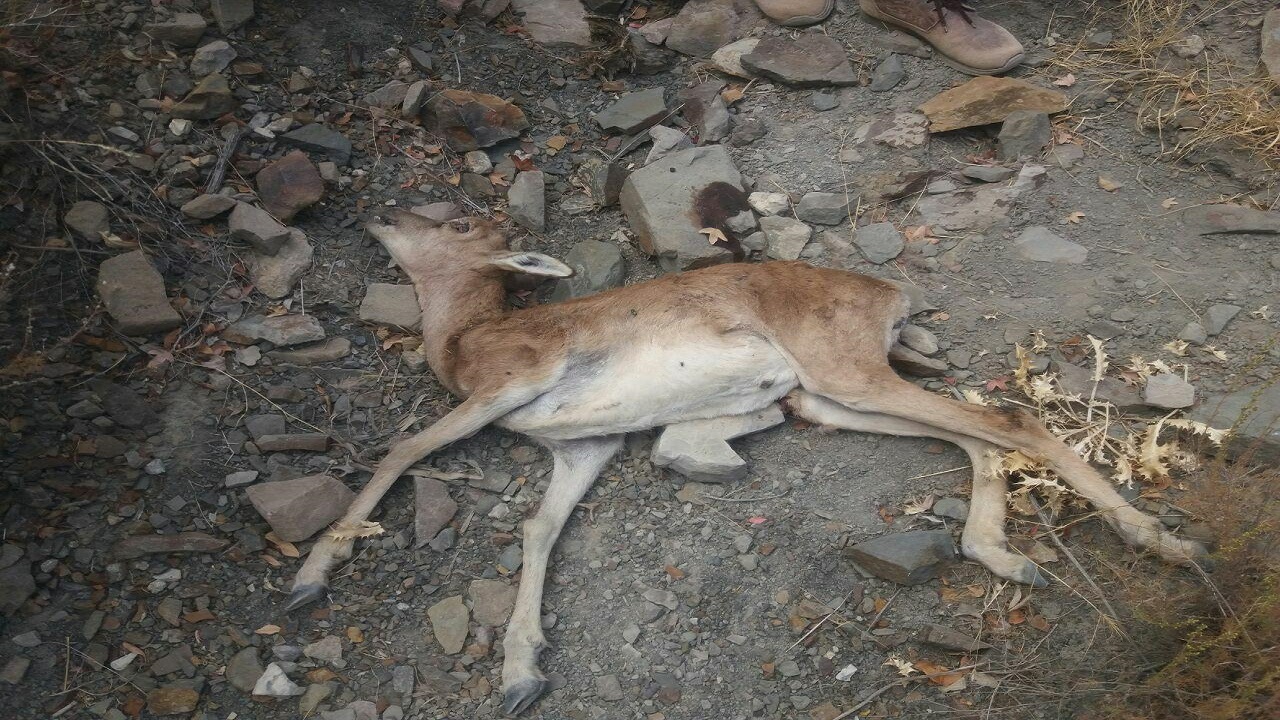 افزایش تلفات طاعون نشخوارکنندگان کوچک در پارک تندوره درگز