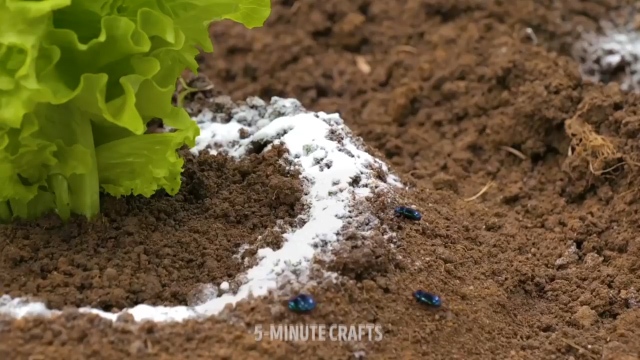 روشی جالب برای سم زدایی گیاهان + فیلم