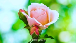 ترفندی جالب برای تا زدن لباس + فیلم