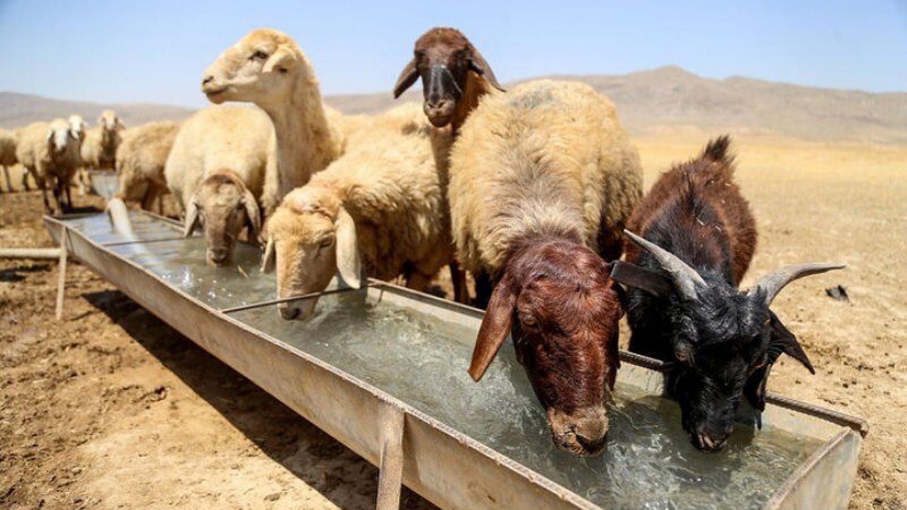 آغاز خرید حمایتی دام مازاد عشایر در اصفهان