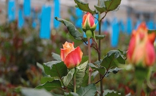 شاخه گل