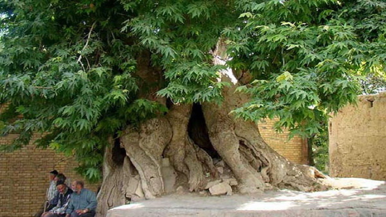 از درختان چندصدساله تا فسیل آباد/ جاذبه هایی که در پساکرونا گردشگری را رونق می دهند