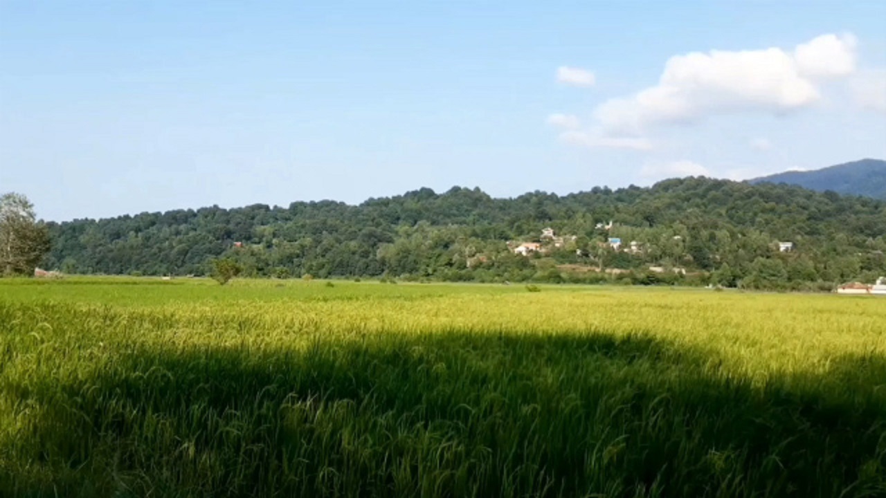 فیلمی از شالیزارهای بکر روستای میرزا گل‌بند