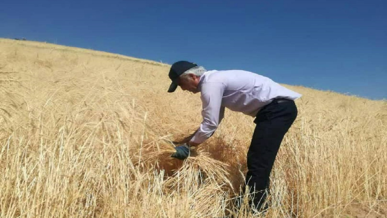 اجرای عملیات کیل گیری از مزارع گندم آبی بخش گندمان