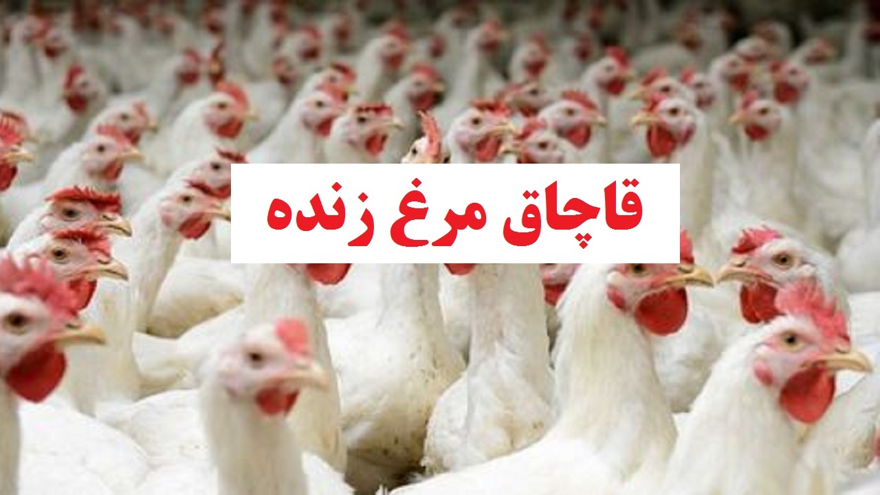 توقیف کامیون حامل مرغ زنده در زرندیه