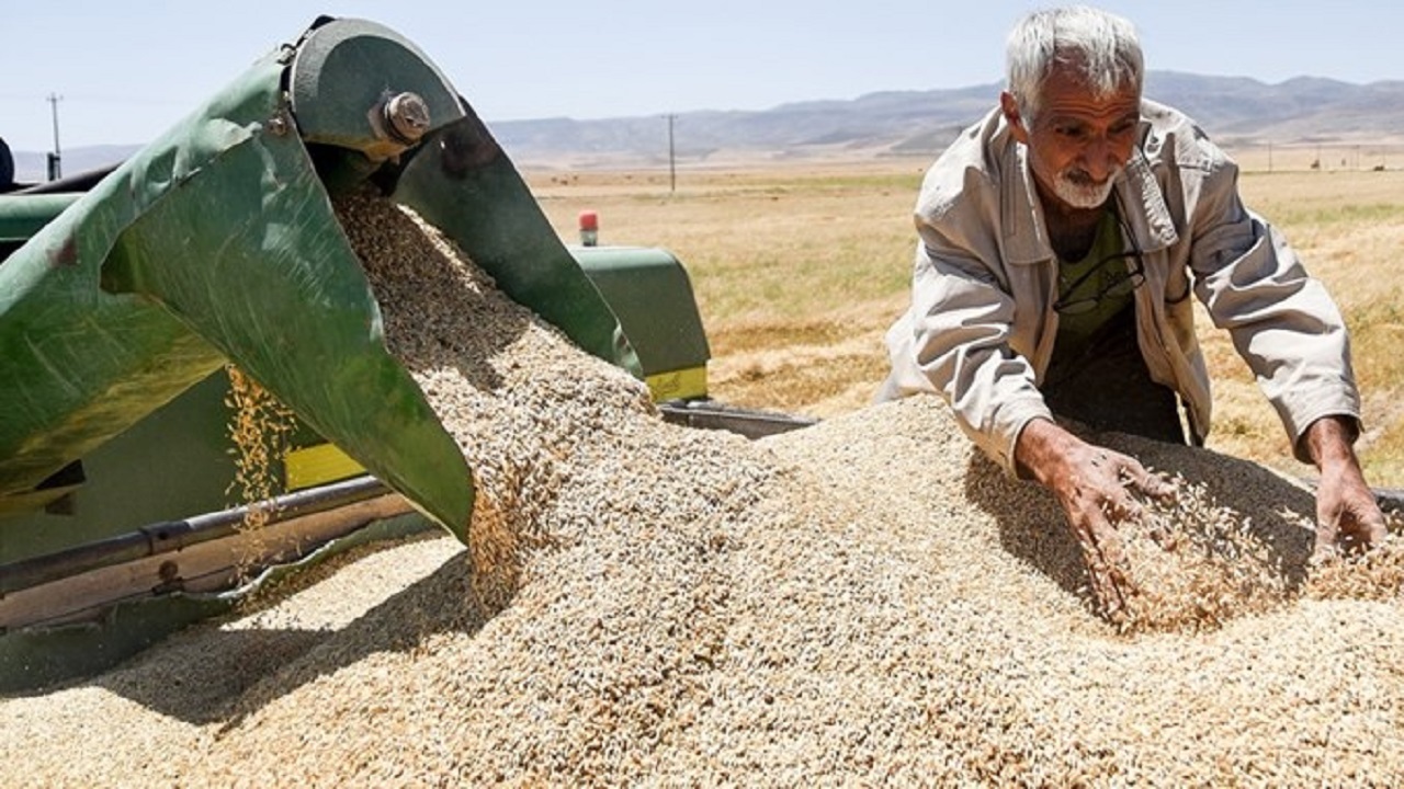 خرید تضمینی  گندم از کشاورزان اصفهانی