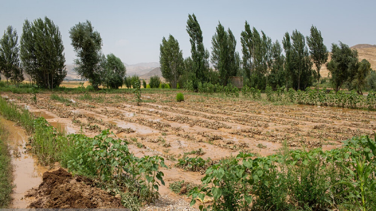 خسارت میلیاردی سیل به بخش کشاورزی آوج