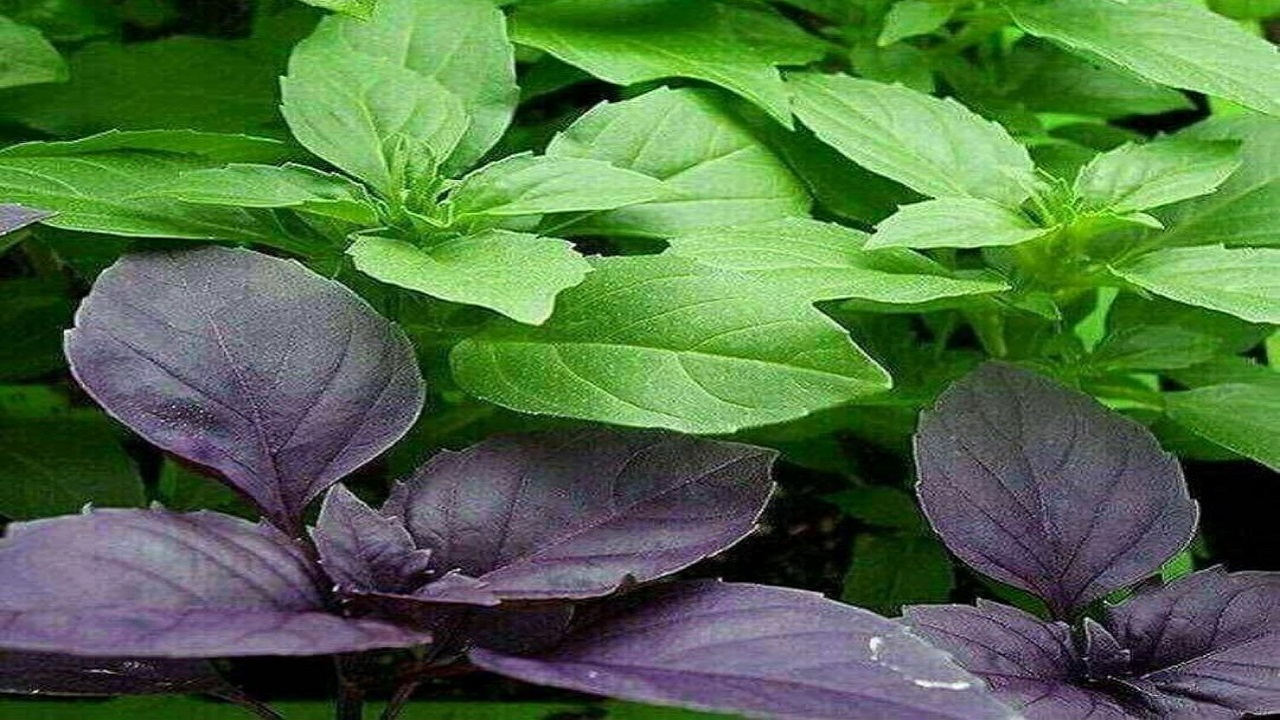 گیاهی موثر در تقویت سیستم ایمنی بدن و کاهش درد