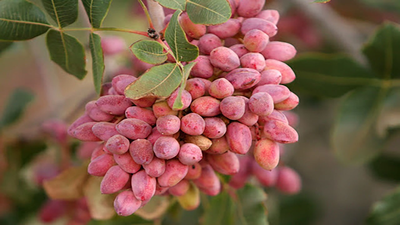 کاهش ۵۰ درصدی محصول پسته در رفسنجان