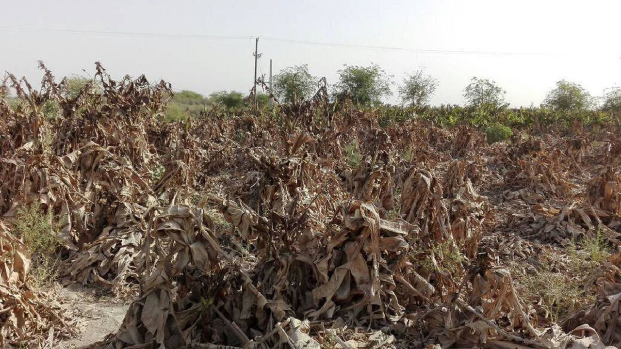 خشکسالی و سرمازدگی در ۳۱۴ هزار هکتار از مزارع و باغات استان همدان