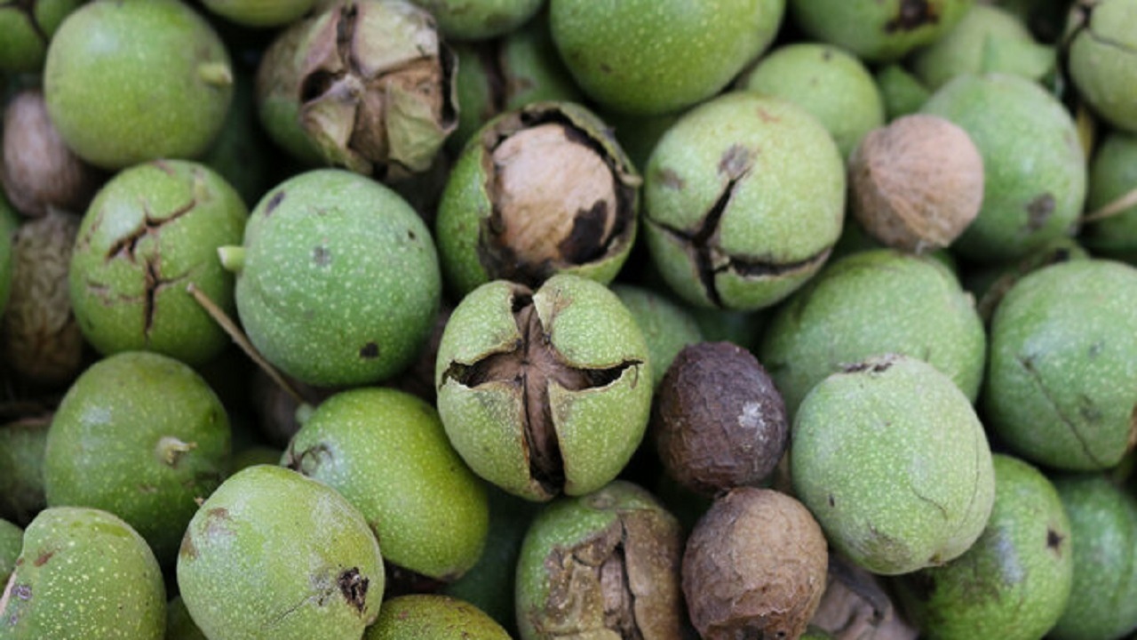 سالی پربار و آور برای باغداران گردو در گیلان
