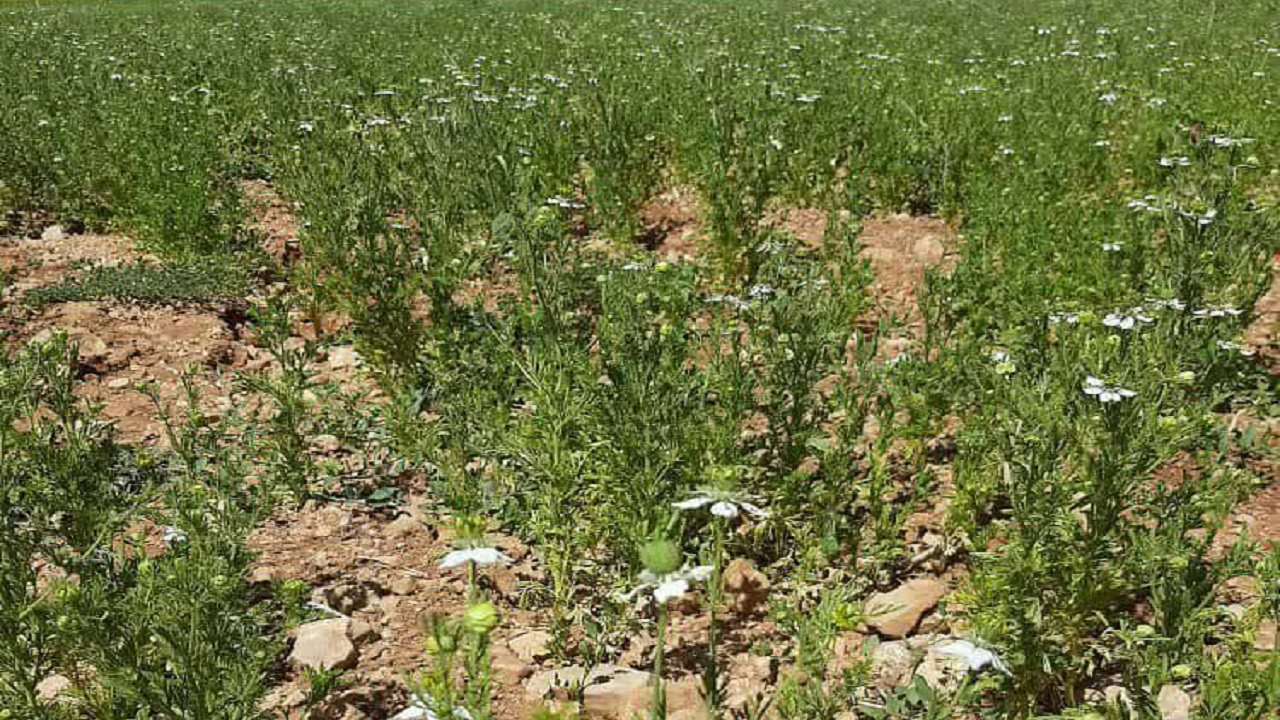 کشت سیاهدانه در ۳۵ هکتار از مزارع شهرستان اردل