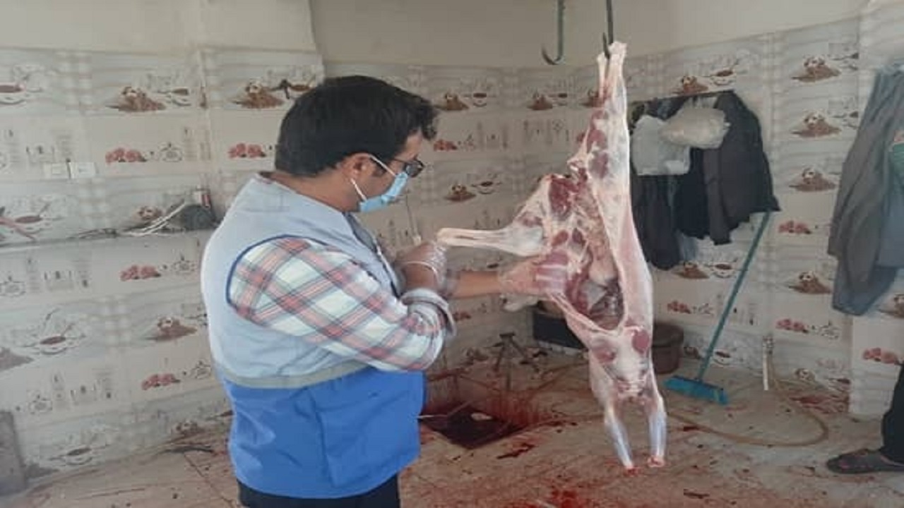 نظارت دامپزشکی بر ذبح بیش از ۴۸۰ دام سبک و سنگین در عید قربان