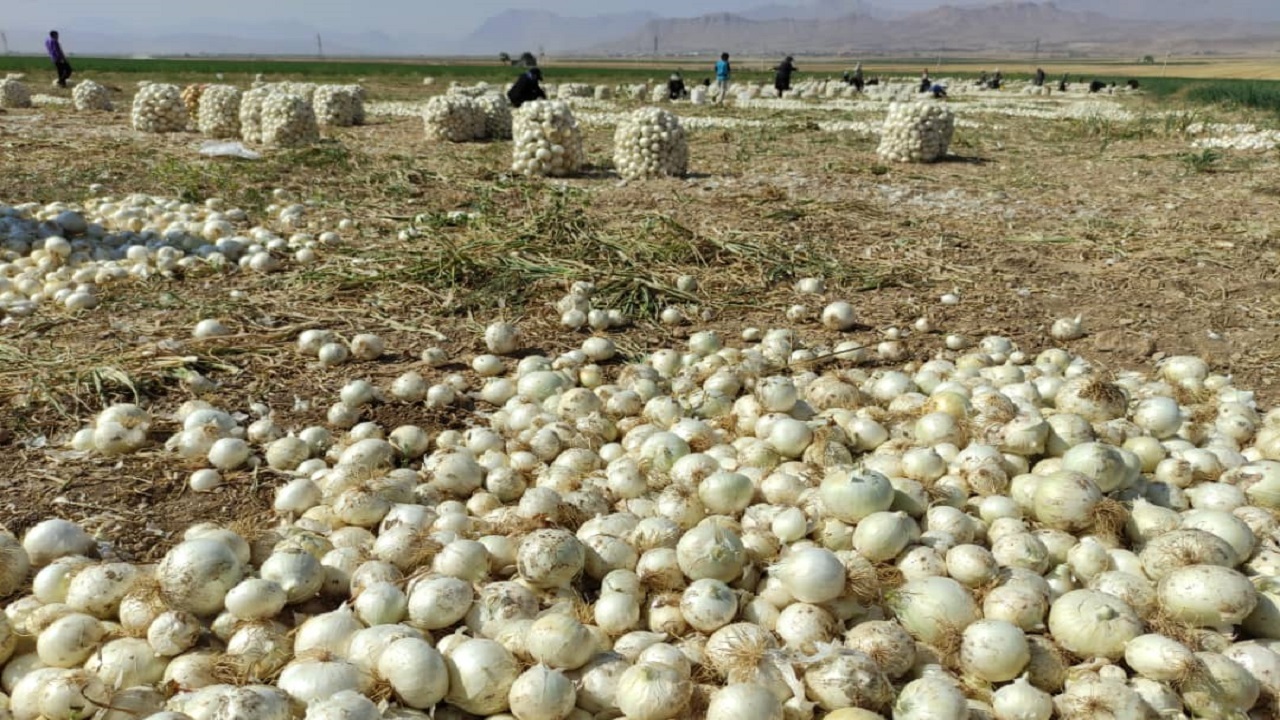 پیش بینی برداشت ۲۹ هزار و ۷۰۰ تن پیاز در چهارمحال و بختیاری