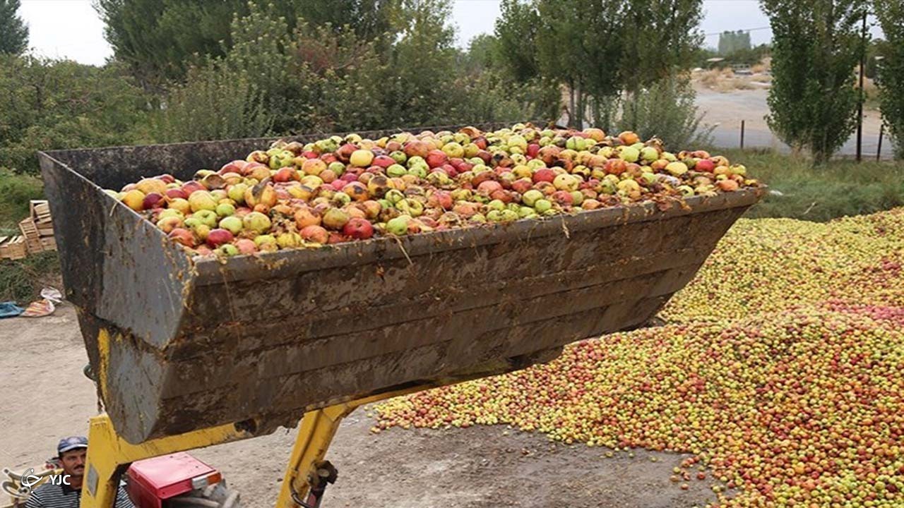 ۳ جایگاه مجاز خرید سیب درختی در مهاباد راه اندازی شد