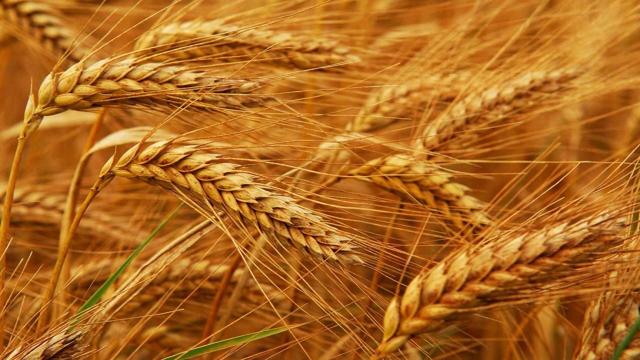 خرید بیش از ۱۶۷ هزار تن گندم و کلزا از کشاورزان در آذربایجان غربی