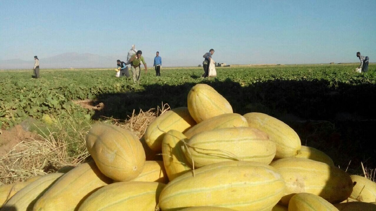 آغاز برداشت خربزه از کشتزارهای ماهنشان