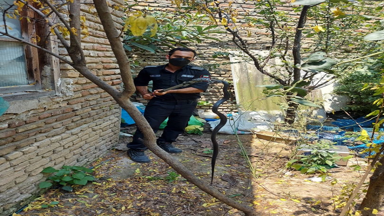 به دام انداختن مار بزرگ در منزل مسکونی