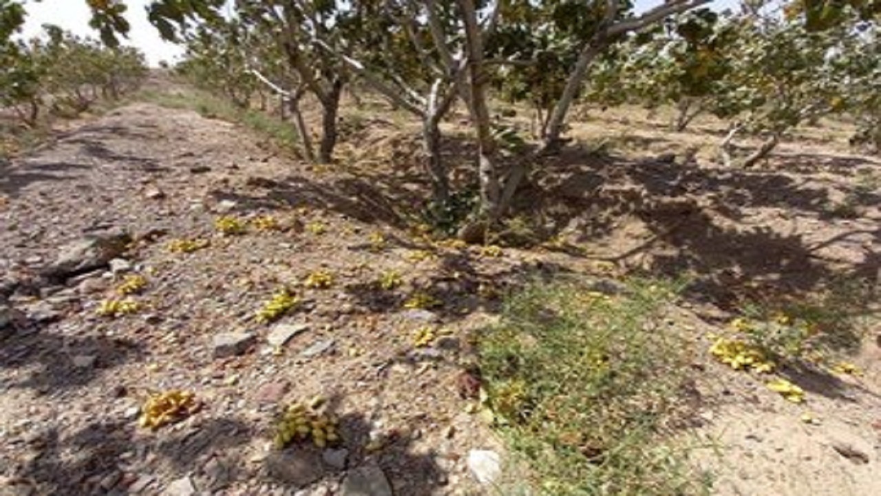 دسترنج یک ساله ای که یک شبه بر باد رفت/خسارت میلیاردی توفان به محصولات کشاورزی