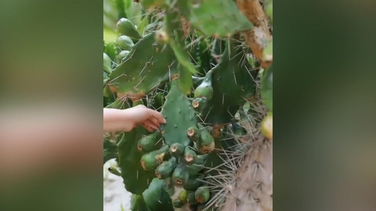 روش جذاب برداشت میوه کاکتوس + فیلم
