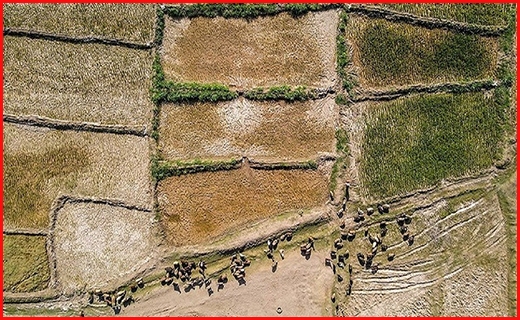 خشکسالی داد دامداران و کشاورزان را درآورد