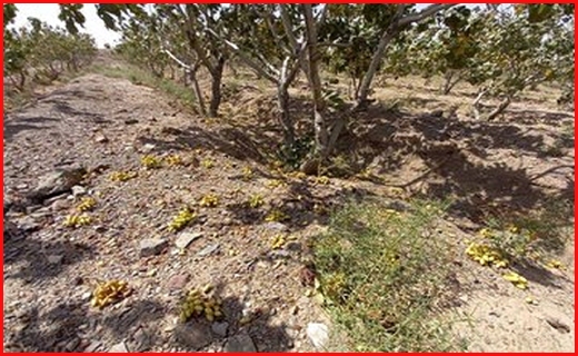 دسترنج یک ساله ای که یک شبه بر باد رفت