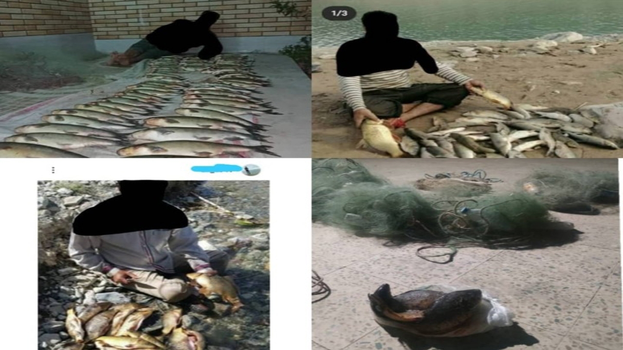 پربازدید