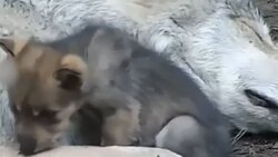 لحظه آب خوردن حلزون + فیلم