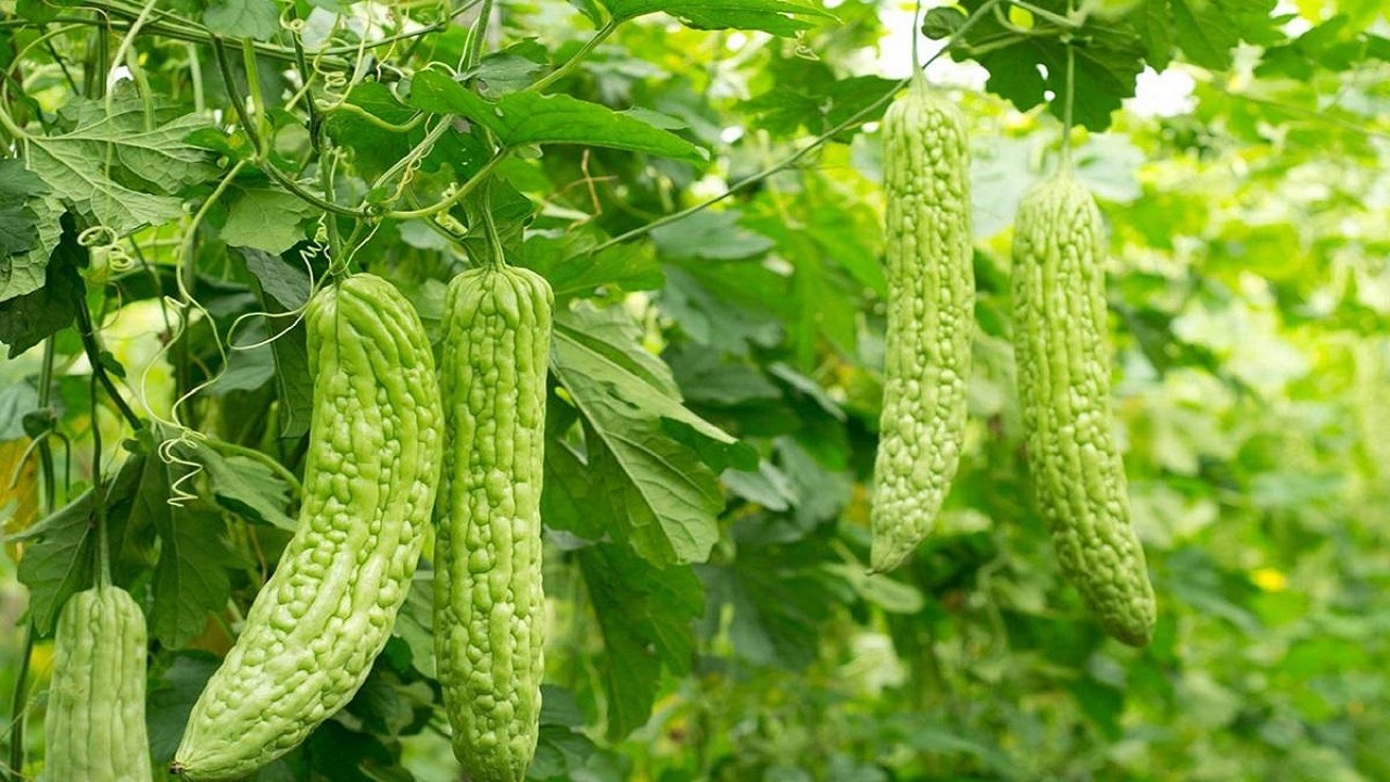 فعالیت ۲۰۷ واحد گلخانه‌ای در آذربایجان غربی/ برداشت خربزه تلخ در ارومیه آغاز شد