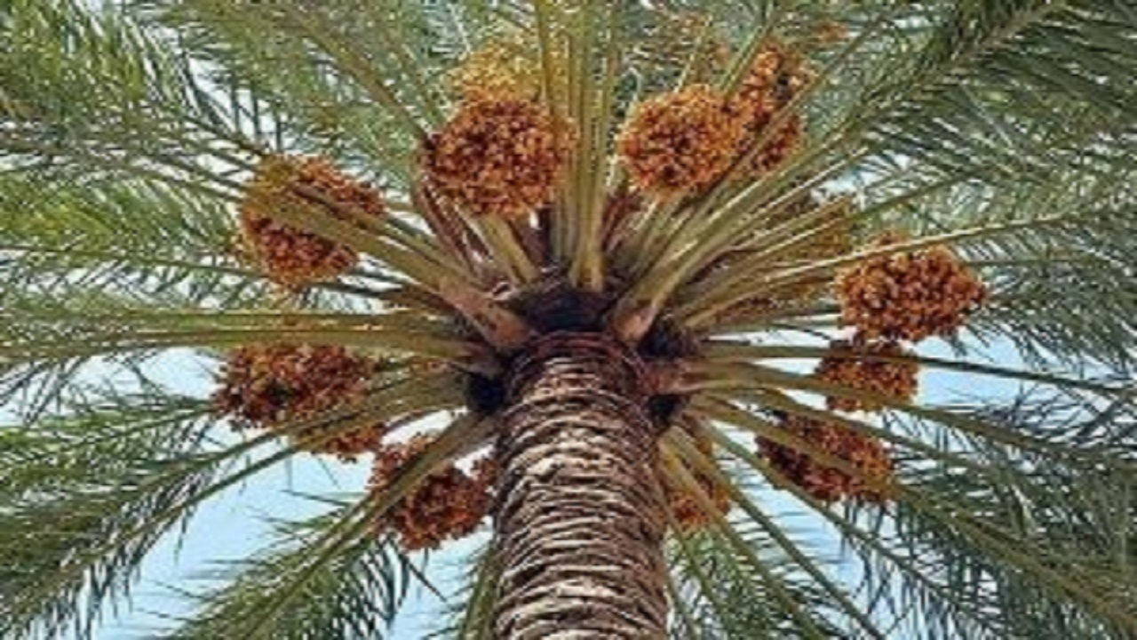 نخلداران خوزستان نگران محصول خرمای تولیدی امسال نباشند