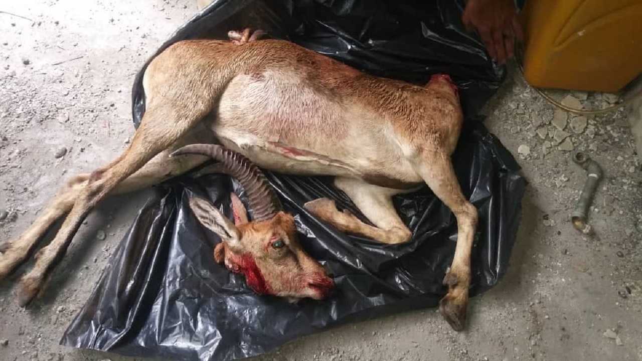 کشف و ضبط لاشه یک راس کل وحشی در چالوس