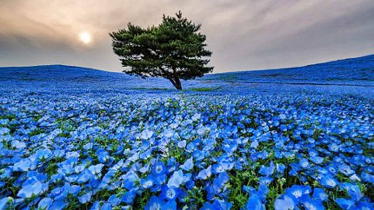 دشت زیبای گل‌های آبی + فیلم
