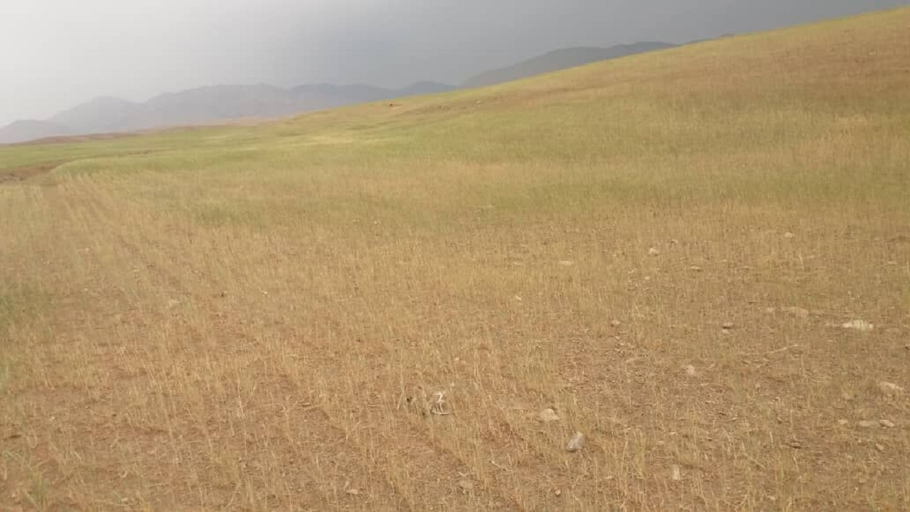 ٢٧٨ میلیارد ریال غرامت به گندمکاران سیستان و بلوچستان پرداخت شد