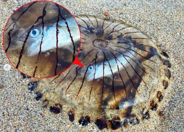وقتی Sea jellynosis شکار دوربین یک غواص شد + عکس
