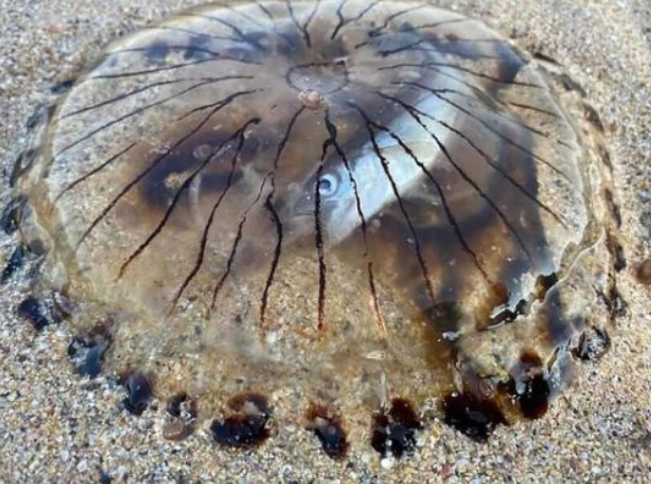 وقتی Sea jellynosis شکار دوربین یک غواص شد + عکس