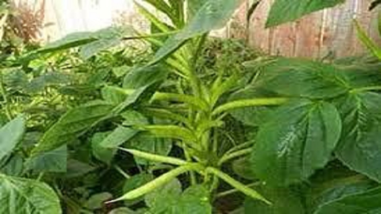 کشت گیاه دارویی، صنعتی گوار در دلگان ، برای اولین بار