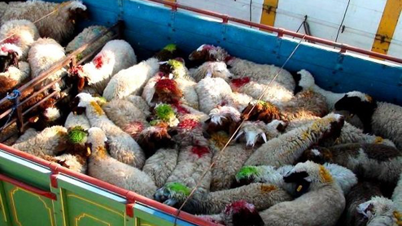 کشف دام و سیگار قاچاق توسط سپاه ناحیه لامرد