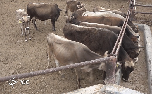براون سوئیس نژادی از ایرلند تا خراسان جنوبی